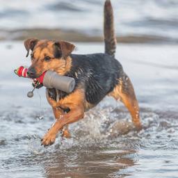 Trixie Aqua Vattenleksak För Hunden Fyrtorn 26 cm